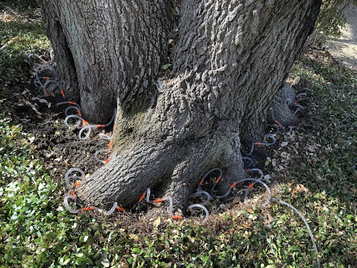 Detailed Tree Cabling and Bracing job site in Waccabuc