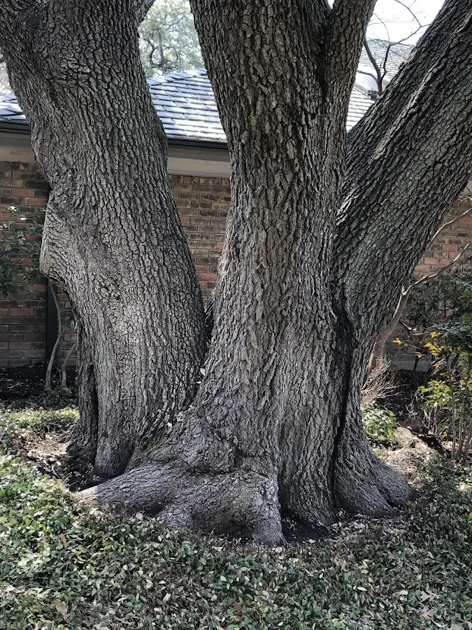 Mature heritage tree close to a Waccabuc property cared for by certified arborists